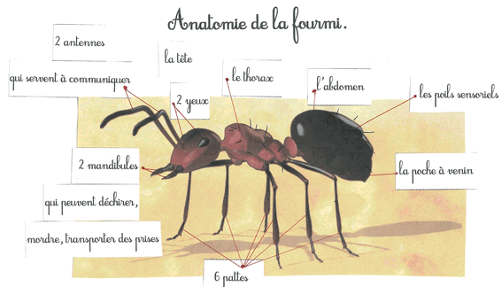 description de l'anatomie d'une fourmi