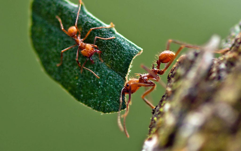 une fourmis qui porte 10 fois son poids