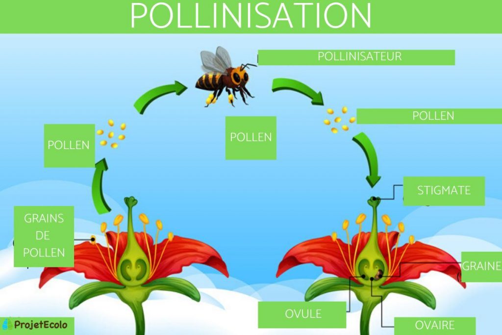 schéma de la pollinisation