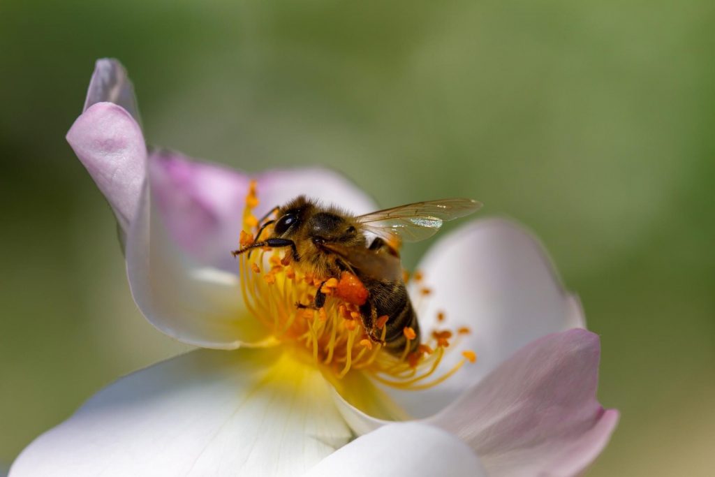 une abeille qui buttine