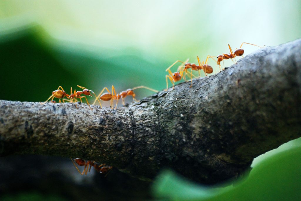 fourmis en train de monter sur les arbres fruitiers